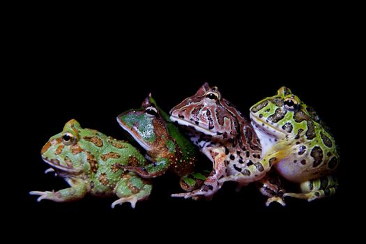 The pacman frogs, Ceratophrys genus, isolated on black background