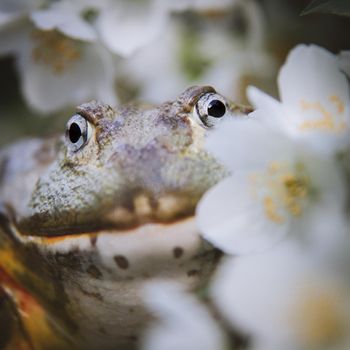 The African bullfrog, Pyxicephalus adspersus, with philadelphus flower bush