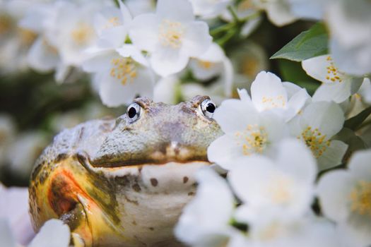 The African bullfrog, Pyxicephalus adspersus, with philadelphus flower bush