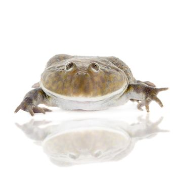 The Budgett's frog, wide-mouth frog, or hippo frog, Lepidobatrachus laevis, isolated on white background