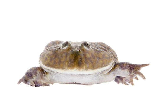 The Budgett's frog, wide-mouth frog, or hippo frog, Lepidobatrachus laevis, isolated on white background
