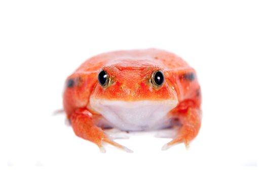 Madagascar tomato Frog, Dyscophus antongilii, isolated on white background