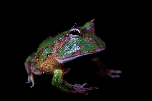 The Amazonian horned froglet, Ceratophrys cornuta, isolated on black background