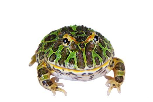 The Argentine horned froglet, Ceratophrys ornata, isolated on white background