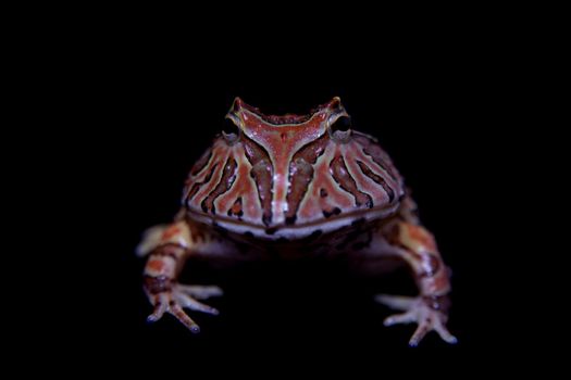 The Fantasy horned froglet isolated on black background