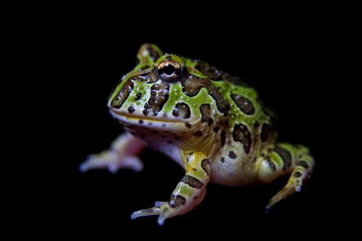 The Argentine horned froglet, Ceratophrys ornata, isolated on black background