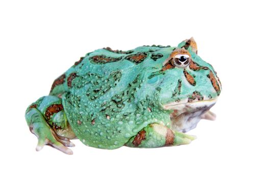 The chachoan horned frog, Ceratophrys cranwelli, isolated on white background