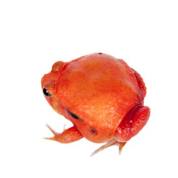 Madagascar tomato Frog, Dyscophus antongilii, isolated on white background