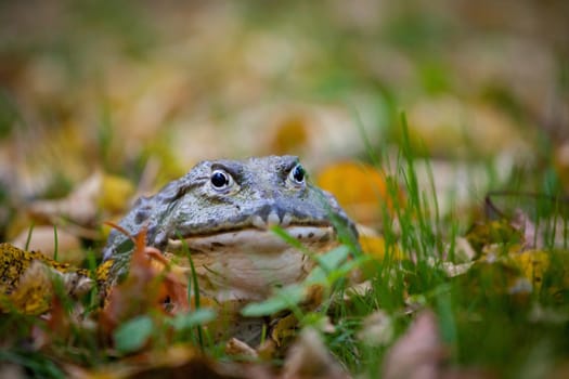 The African bullfrog, Pyxicephalus adspersus, in autumn park