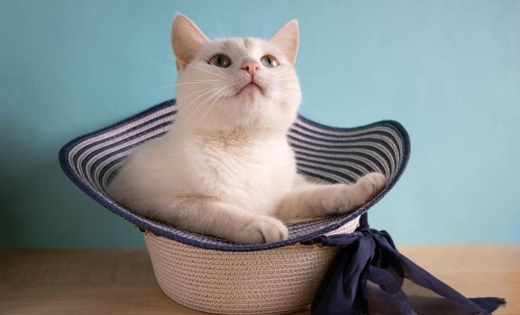 Funny white cat lies in a woman's hat and looks up.