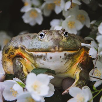 The African bullfrog, Pyxicephalus adspersus, with philadelphus flower bush