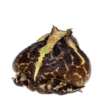 The Brazilian horned frog, Ceratophrys aurita, isolated on white background