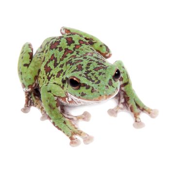 Japaneese forest green tree frog, Rhacophorus arboreus, on white isolated on white background