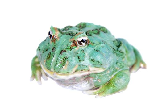 The chachoan horned frog, Ceratophrys cranwelli, isolated on white background