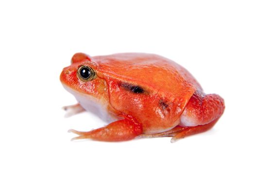 Madagascar tomato Frog, Dyscophus antongilii, isolated on white background