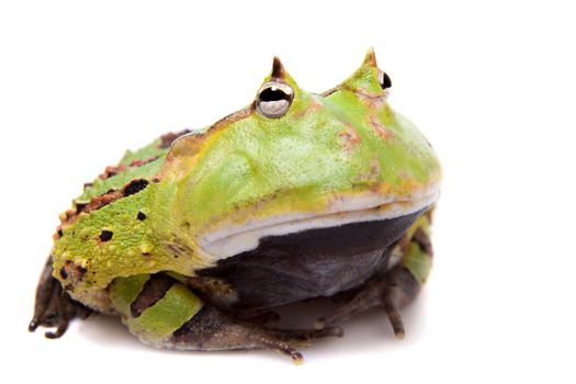 The Surinam horned frog, Ceratophrys cornuta, isolated on white background