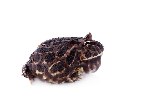 The Argentine horned frog, Ceratophrys ornata, isolated on white background