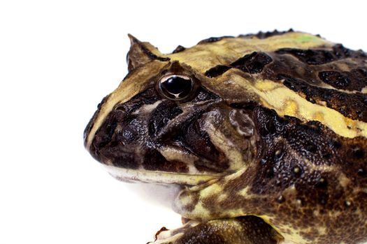 The Brazilian horned frog, Ceratophrys aurita, isolated on white background