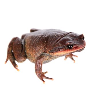 Kakhien Hills spadefoot toad, brachytarsophrys feae, isolated on white background