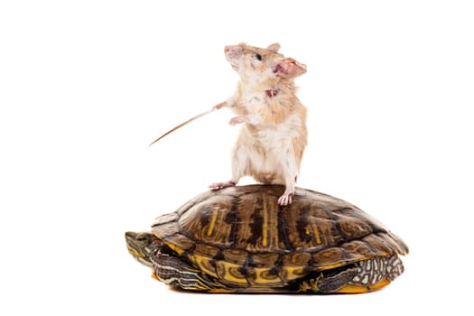 Eastern or arabian spiny mouse, Acomys dimidiatus, isolated on the white