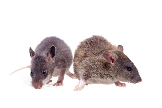 Gambian pouched and common rats, Cricetomys gambianus and rattus norvegicus, isolated on white background