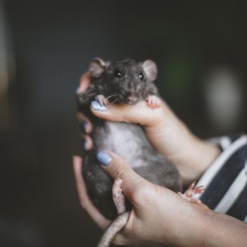 Pretty fluffy grey rat on humans hands in dark room