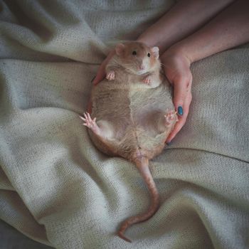 Overweight red rat at home on a table