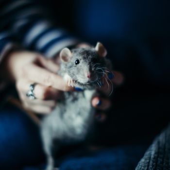Pretty fluffy grey rat on humans hands in dark room