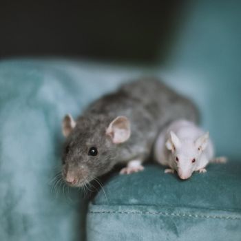 White hairless laboratory mice and fluffy grey rat on blue background