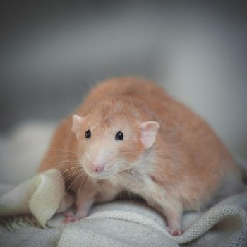 Overweight red rat at home on a table