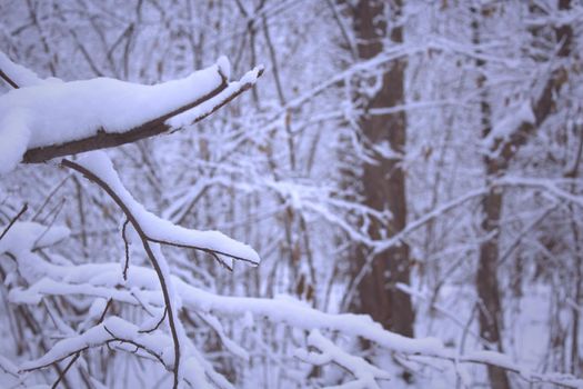 Trees covered snow in winter forest, Scenic Illustration