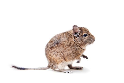 The Degu, Octodon degus, or Brush-Tailed Rat, isolated on the white background