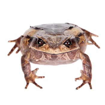 Annam spadefoot toad, brachytarsophrys intermedia, isolated on white background
