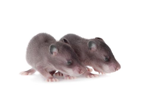 Gambian pouched rat cub, Cricetomys gambianus, isolated on white background