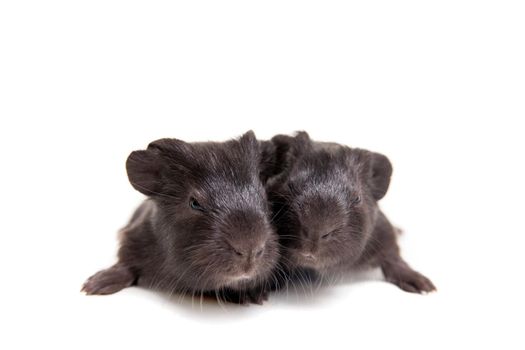 Two black Guinea pig babies isolated on white background