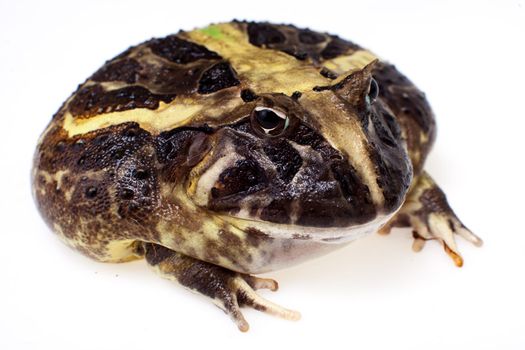 The Brazilian horned frog, Ceratophrys aurita, isolated on white background