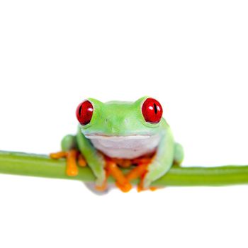 red eyed tree frog isolated on white. Agalychnis callidrias a tropical amphibian from the rain forest of Costa Rica and Panama. Beautiful jungle animal.