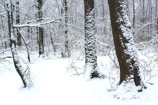 Winter forest covered snow, Beautiful Landscape of cold season