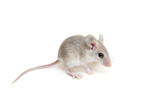 Eastern or arabian spiny mouse baby, Acomys dimidiatus, on white
