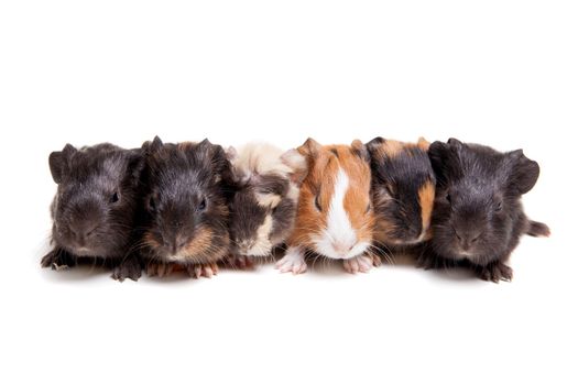 Group of 6 guinea pig babies isolated on a white background