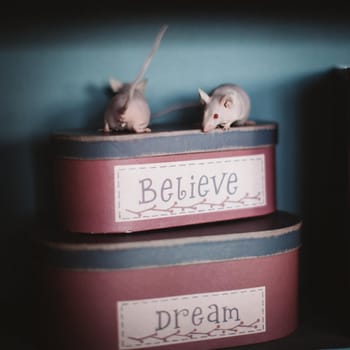 White hairless laboratory mice on red boxes believe in dreams