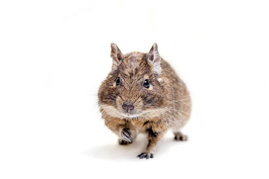 The Degu, Octodon degus, or Brush-Tailed Rat, isolated on the white background