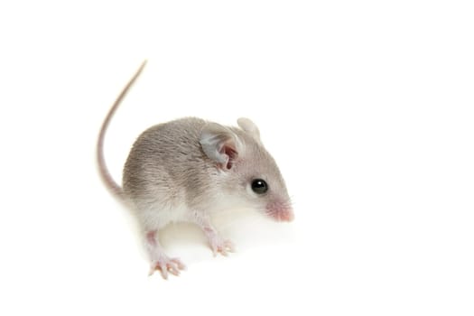 Eastern or arabian spiny mouse baby, Acomys dimidiatus, on white