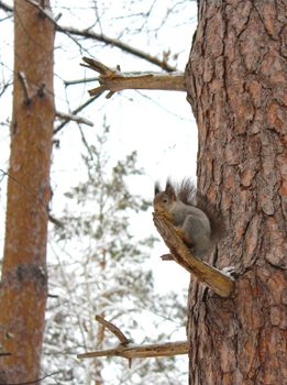 Squirrel on the tree eats nuts in winter forest