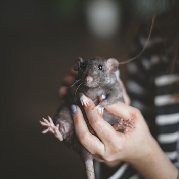 Pretty fluffy grey rat on humans hands in dark room