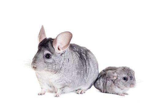 Chinchilla with babies isolated on white background