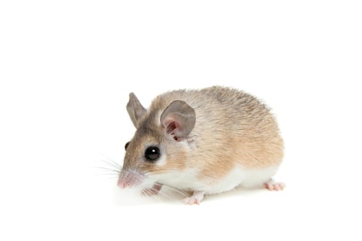 Eastern or arabian spiny mouse, Acomys dimidiatus, isolated on the white