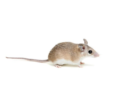 Eastern or arabian spiny mouse, Acomys dimidiatus, isolated on the white