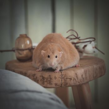 Overweight red rat at home on a table