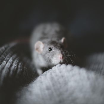 Pretty fluffy grey rat on humans hands in dark room